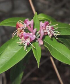 c3d030258f9169c8038a1d8e1e4a1a98