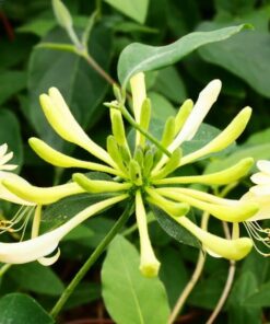 afd4535f89437aaa61a3c559694ba448