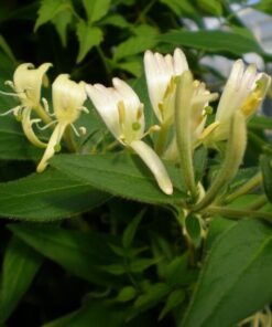 4454c9888bf65b664be4c5c115cfc61c