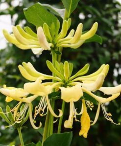 eb40959df4e4cff9fc1a5c3912df3658