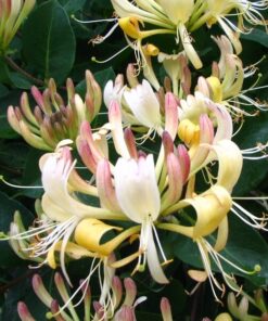 90012851f6e638dc52b5f3d0e62ca7fd