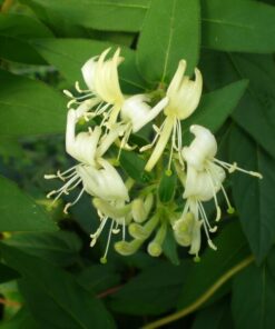 16c2ec7c9558eebea6c0757b111a4715