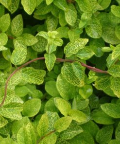 1580b0824e58fcfe62f9087669b0f77f