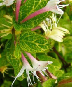 611329fa5a5cb2fbbe7179323b817302