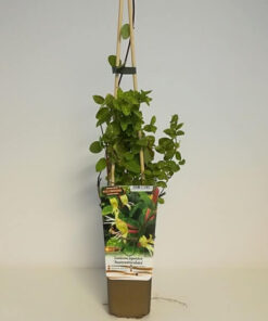 bf87766d1358c7f77413c9f21a37ae75