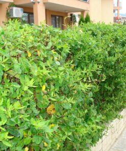 e42b7771d9b0e11018dbda9b015ec908