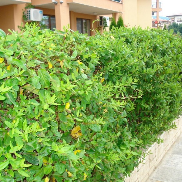 e42b7771d9b0e11018dbda9b015ec908