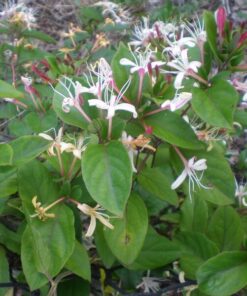 ee48aff5efcd1e48d388e9c2d865cfdc