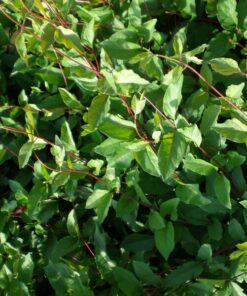 85f39f07cf552dc2e71e43ca8eada7ac