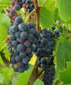 ff54f5a90dcacfebc2313aac2b5fcae0