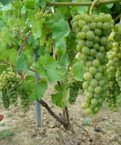 f8196962cb24ca09ecfe2748f48ddef2