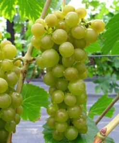 31f283a197aa807b508cd90d4ea9b1e2