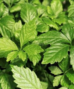 9ad11dcb3c0e145f4e493d18a784bac7