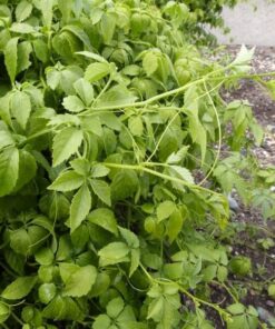 b3921587f8890a1e3298970f671983cd