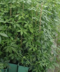 ce7898fad210f33b62478c9e7703ae88