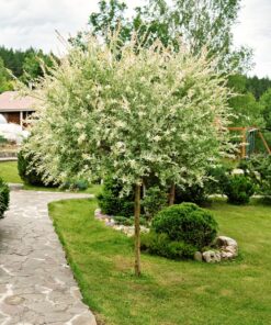 ed8c651c49a9e4970553ac7d5e816e60