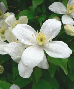 8e3dd8c095ef42dc6b28081f06ad5973