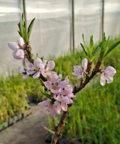 37ea162447e53dc2aeb355cdde9a45e6