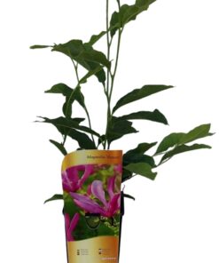 151c359256878663578a918b526d0600