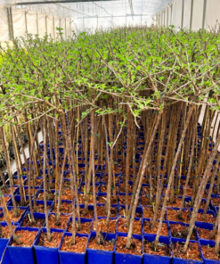 0ba338a561d23eae3e994ede9839e539