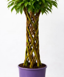 67358ac00bc582a164e201eef303a2a0