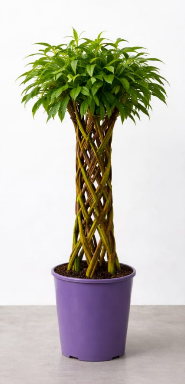 67358ac00bc582a164e201eef303a2a0