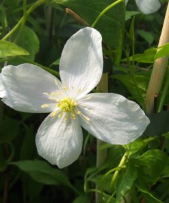 a412bbaef51bd92e562a84c078c4fa0f