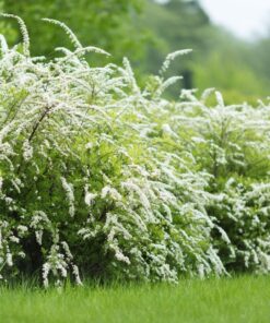 a1831318bfb51179e85a43b4affe79f5