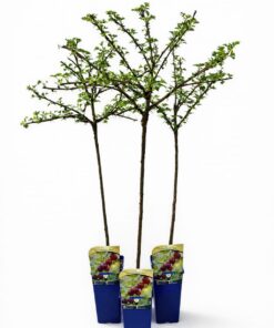 eaa300dd4eb297d56b6c7ce8a9c3664d