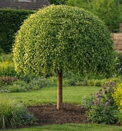 4a75f8e6c874faeb0636f4bfcdda79e7