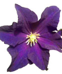 7c14f44c80cd324741c517eca74d8251