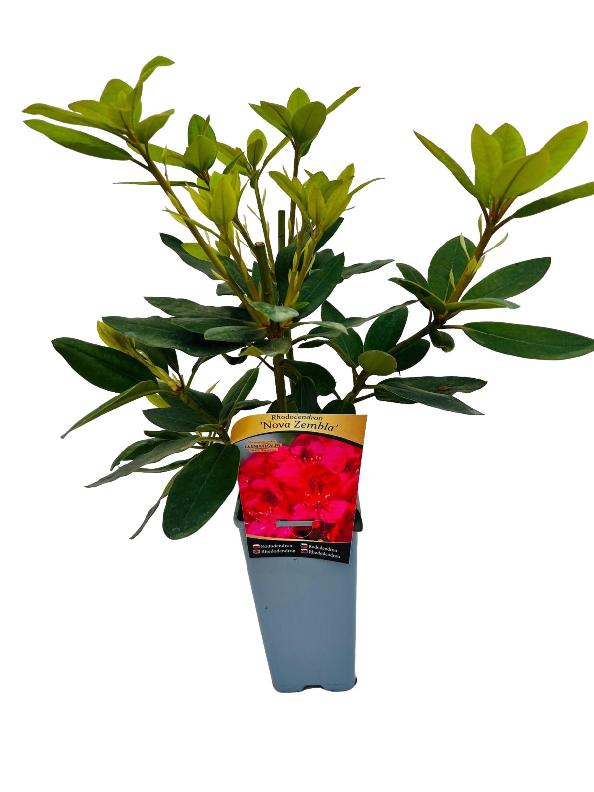 8890d33ea11edbb2ad47e3f22e6b25e0