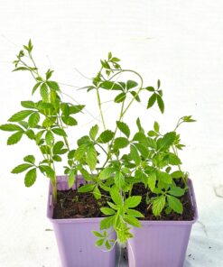 ac55a3513089c74111b2ce8dbb2109f8