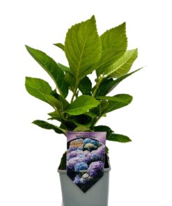 677e5a21a177ee2d60c2bd3333873c95