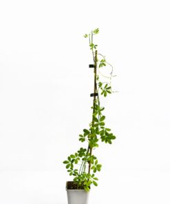 32f54bc73911e98a72612da9c4a60343