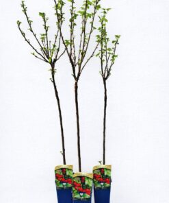 046741b8a8d618b36d3d142478ba8507