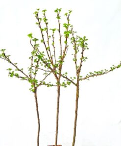 9ffd3d593c6eece2d19da0256ec7b39e