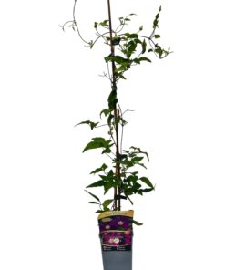 11df9998d40b9ab1e2a7b3465c7d184f