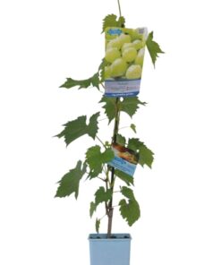 d68b9d633a9a63db7c9d3d4dadc1d8d7