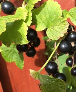 311e087044b3ac7df233bc5a6b0f0dde