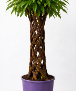 68c5a2fa62f1cd99b0901a9df3cbda75