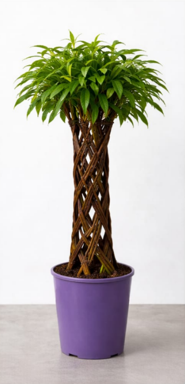 68c5a2fa62f1cd99b0901a9df3cbda75