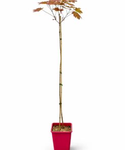 f4c6c36fbb735005e0d296a3a2314f67