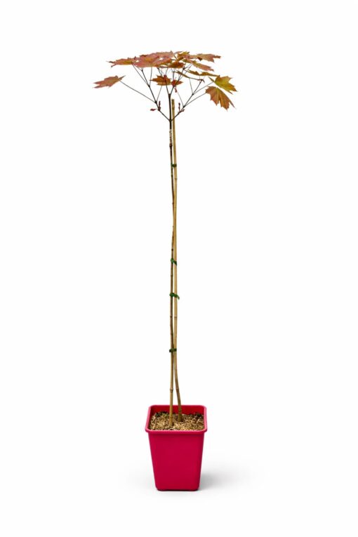 f4c6c36fbb735005e0d296a3a2314f67