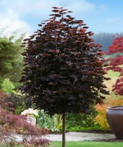 aa5bb77948e60c369696d513b5f964c8