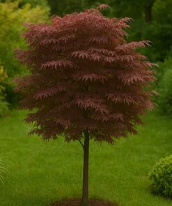 254a0b47eb174078276c81b55e8ced7a