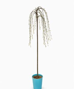 b564cc4ce6be1cd7bb2fd4660d647885