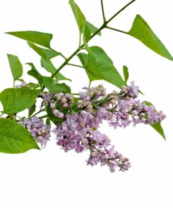 ca517895acbaaf5da70f3507f6683338