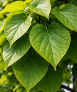 ba25e7ecb23c1f21883ac0d0ac7c79e0