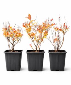 1dafbae2cb1744156be1205b9eebc17a